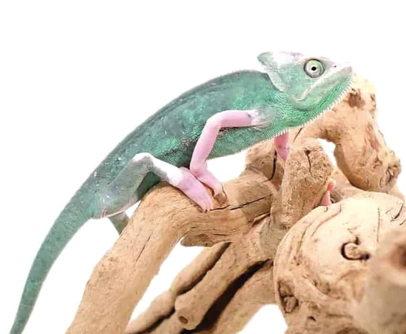translucent veiled chameleon (9 11 inch) translucent veiled chameleon (9 11 inch)