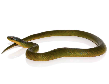 velvet swamp snake for sale velvet swamp snake for sale