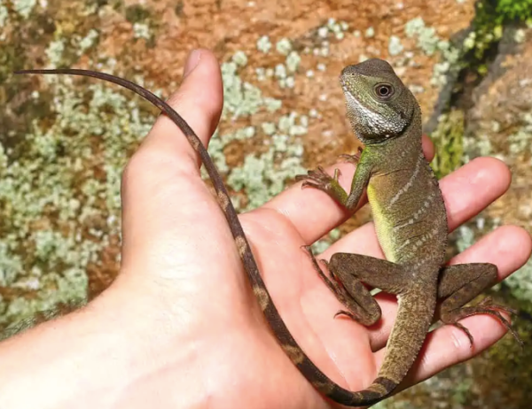 water dragon for sale water dragon for sale