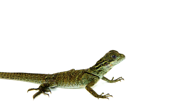 weber’s sailfin dragon for sale weber’s sailfin dragon for sale