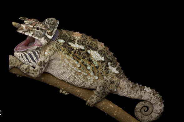 werner’s chameleon for sale werner’s chameleon for sale