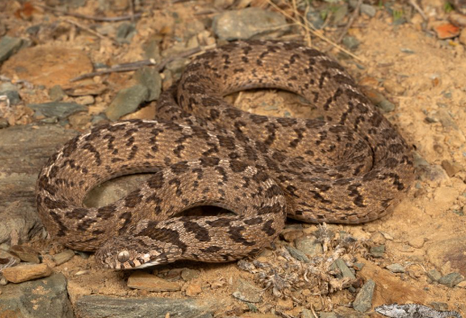 west african egg eating snake for sale west african egg eating snake for sale
