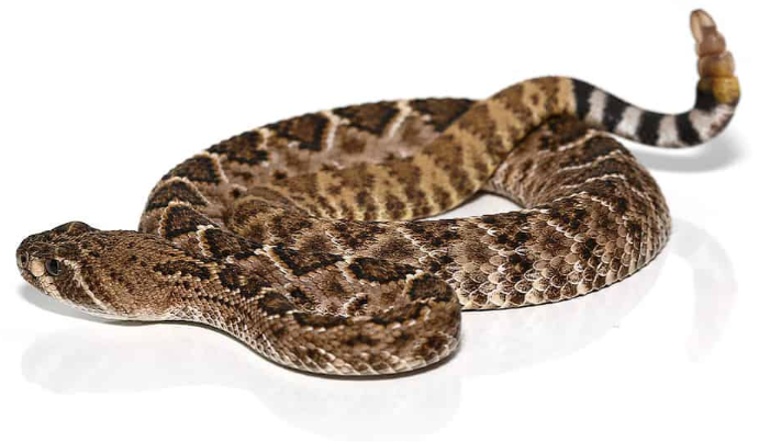 western diamondback rattlesnake for sale western diamondback rattlesnake for sale