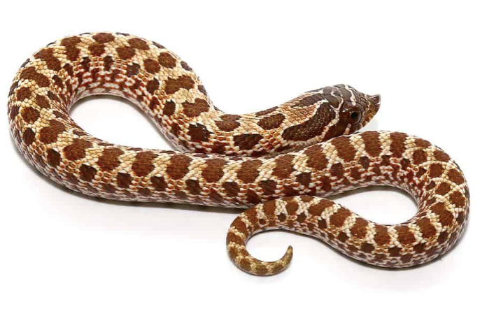 western hognose snake for sale western hognose snake for sale