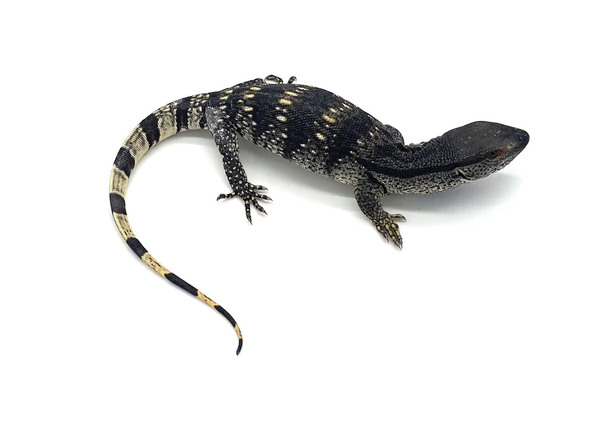 baby white throat monitor for sale baby white throat monitor for sale