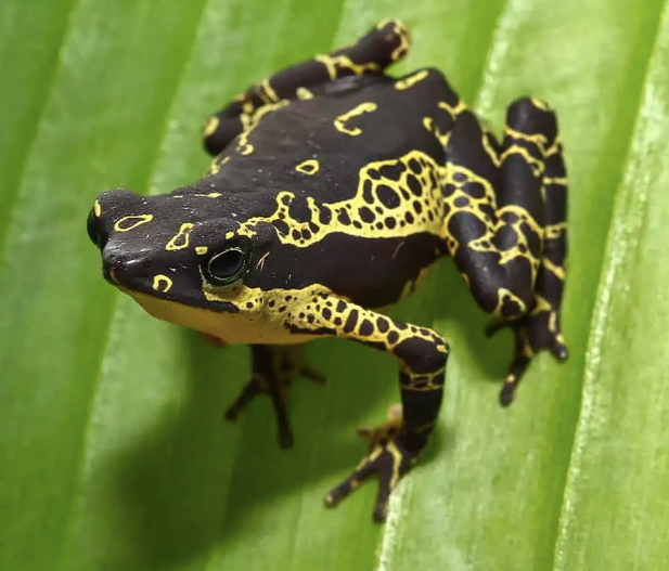 yellow harlequin toad for sale yellow harlequin toad for sale