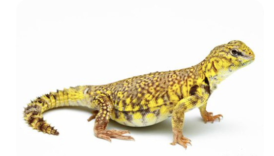 yellow niger uromastyx for sale yellow niger uromastyx for sale