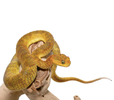 baby yellow orange squamigera bush viper for sale baby yellow orange squamigera bush viper for sale