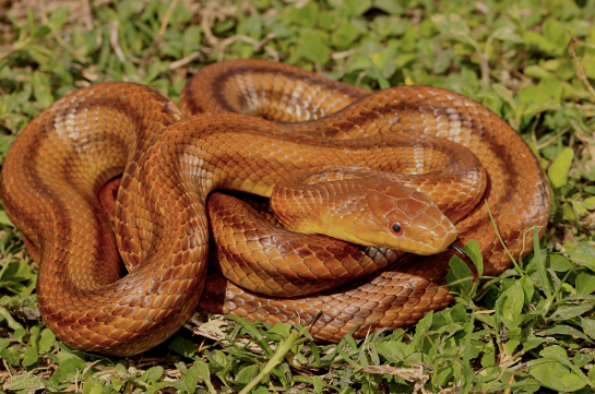 yellow rat snake for sale yellow rat snake for sale
