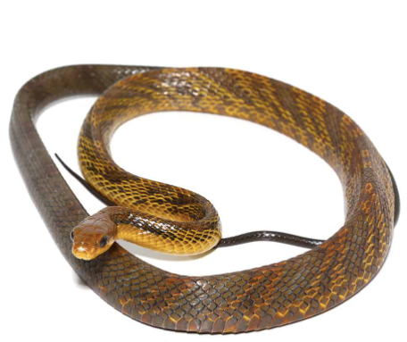 yellowbelly puffing snake for sale yellowbelly puffing snake for sale