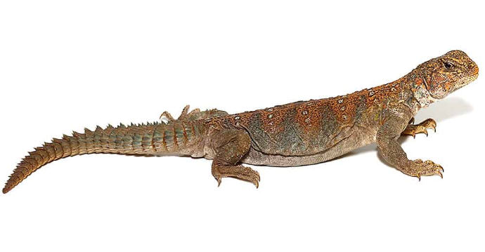 ocellated uromastyx for sale ocellated uromastyx for sale