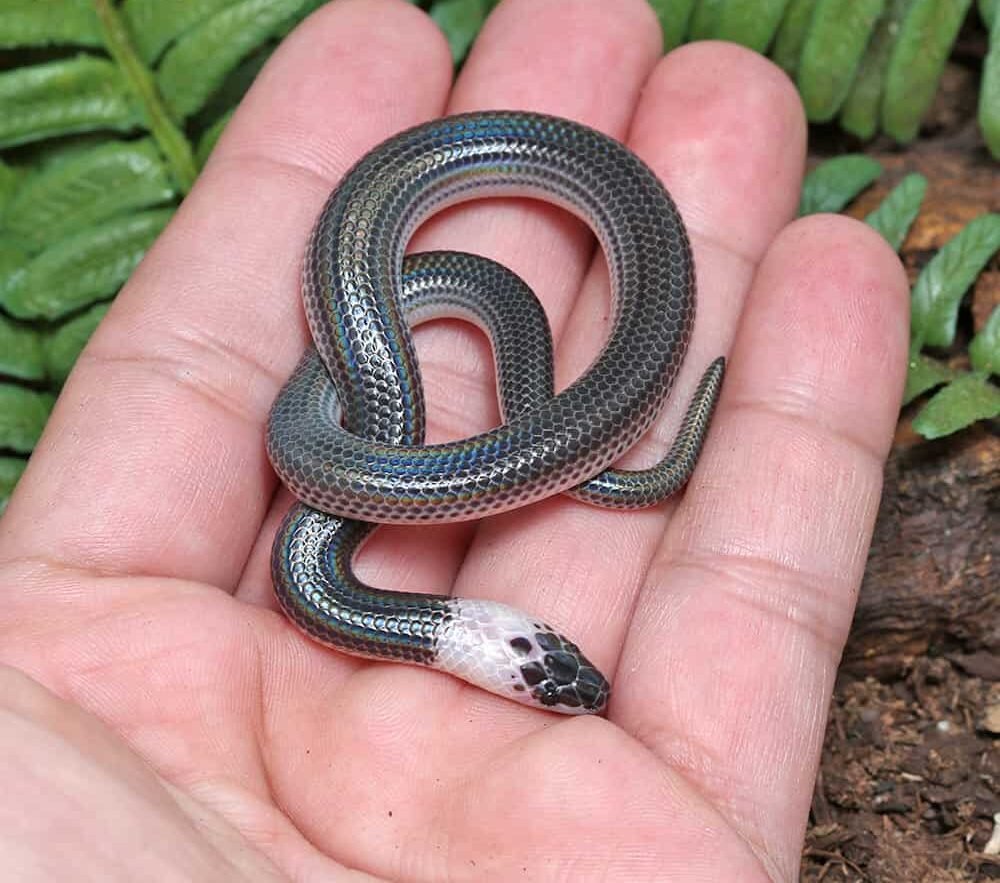 sunbeam snake for sale sunbeam snake for sale