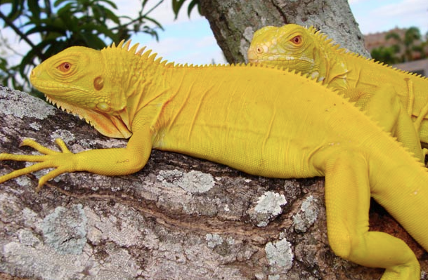 Albino Iguana For Sale albino iguana 1
