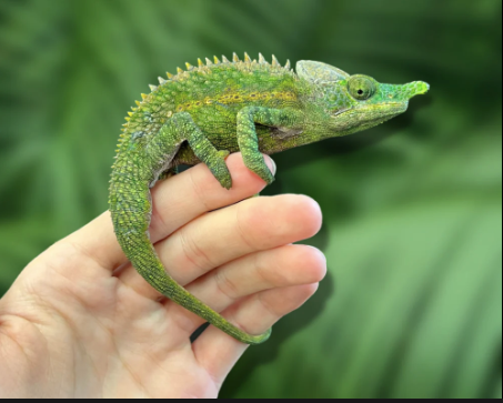 Antimena Chameleon for Sale antimena chameleon for sale