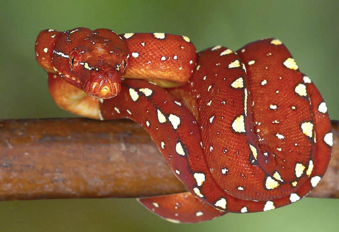 Biak Green Tree Python For Sale biak green tree python