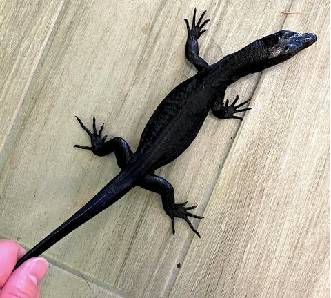 Black Dragon Water Monitor for Sale black dragon water monitor for sale