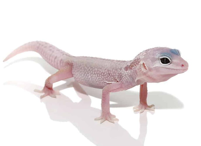 Blizzard Leopard Gecko for Sale blizzard leopard gecko for sale