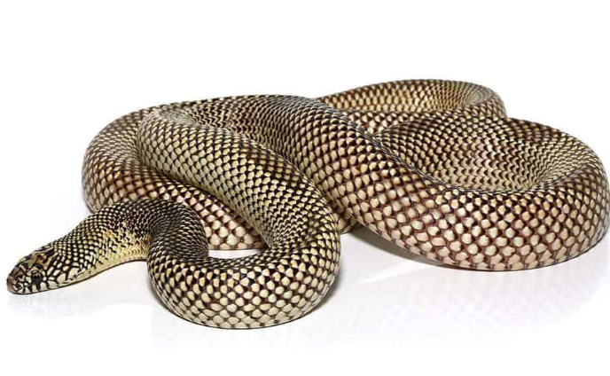 blotched kingsnake e1756223046754