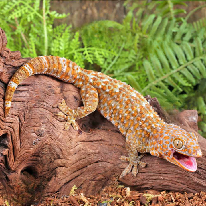 albino tokay gecko for sale albino tokay gecko for sale