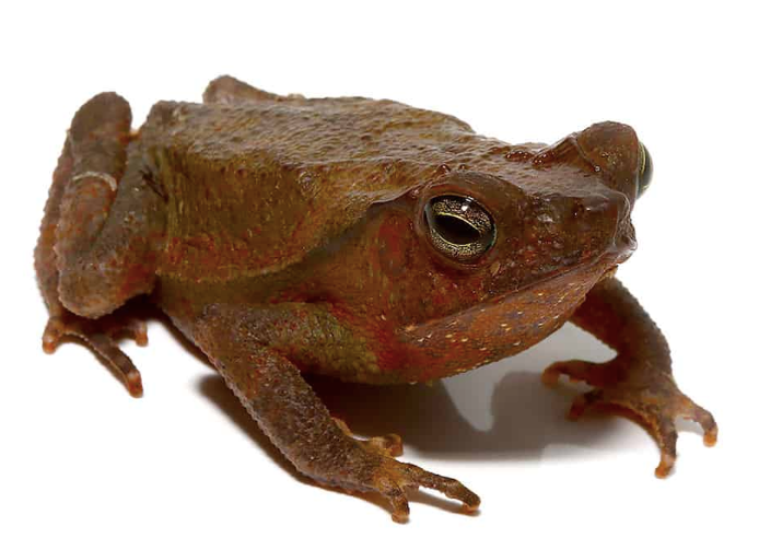 Crested Toad for Sale crested toad for sale