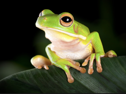 White Lipped Tree Frog for Sale white lipped tree frog for sale