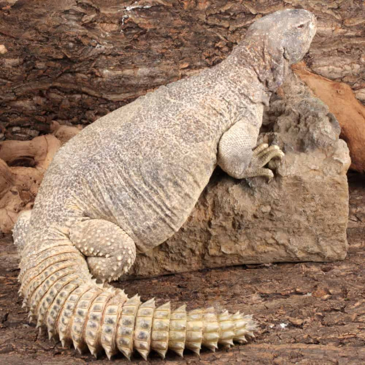 adult giant saudi arabian uromastyx for sale adult giant saudi arabian uromastyx for sale
