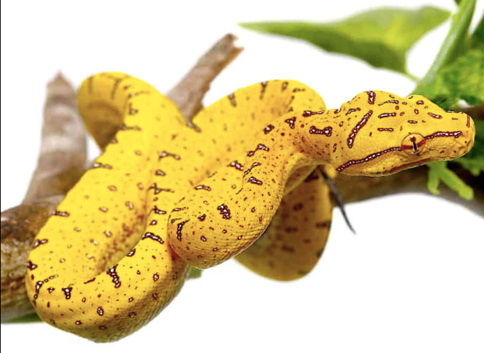 Aru Green Tree Python For Sale baby aru green tree python