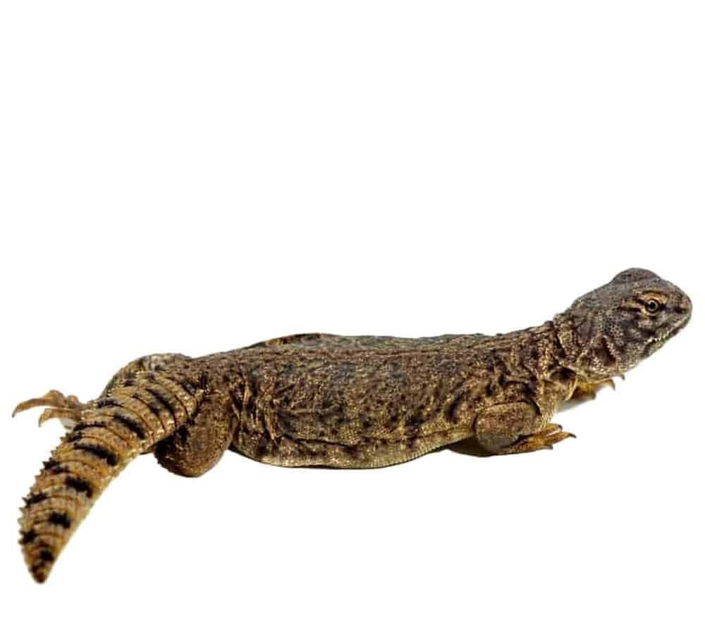 baby dispar uromastyx for sale baby dispar uromastyx for sale