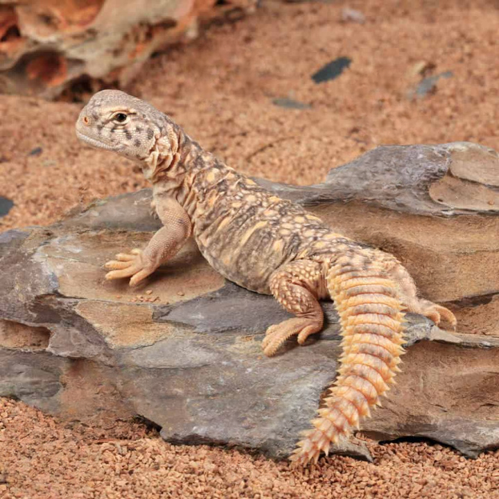 baby giant saudi arabian uromastyx for sale baby giant saudi arabian uromastyx for sale