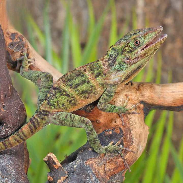 baby giant western anole for sale baby giant western anole for sale