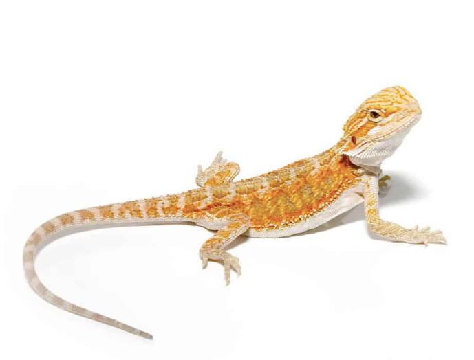 Baby Hypo Blue Bar Bearded Dragon For Sale baby hypo blue bar bearded dragon