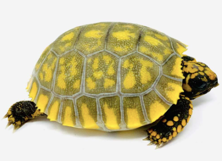 yellow foot tortoise for sale 1