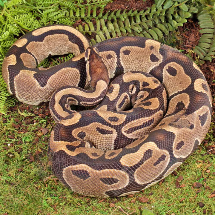 adult het albino pied ball python adult het albino pied ball python