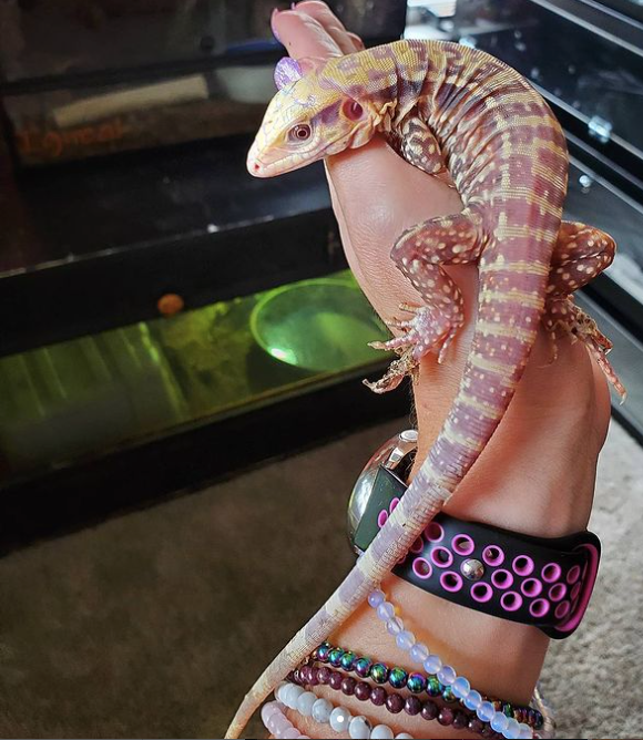 albino cherry ice tegu for sale albino cherry ice tegu for sale