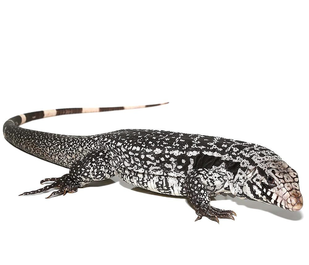 anery snowmaker tegu for sale anery snowmaker tegu for sale