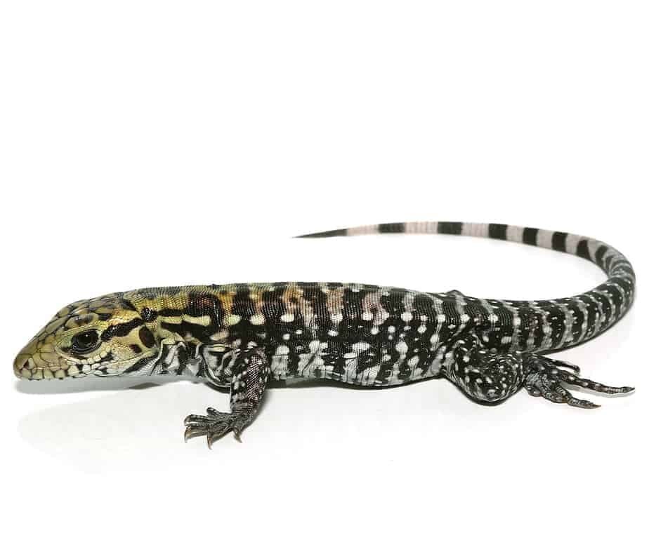 anery super red tegu for sale anery super red tegu for sale