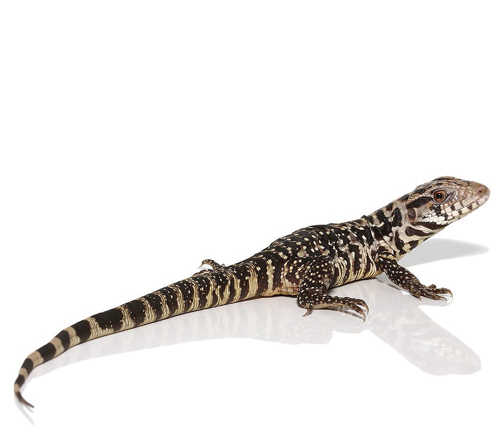 b grade yearling black flame tegu for sale b grade yearling black flame tegu for sale