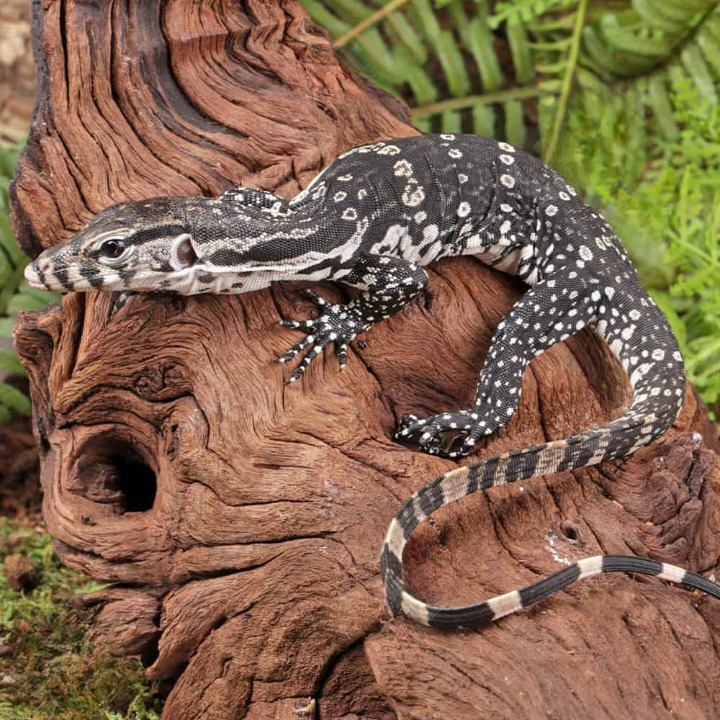 baby axanthic water monitor for sale baby axanthic water monitor for sale