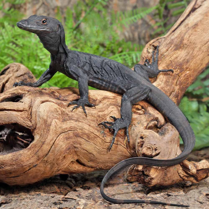 baby black dragon monitor for sale baby black dragon monitor for sale