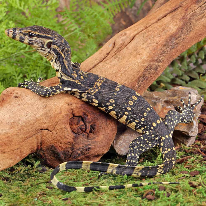 baby madura island asian water monitor for sale baby madura island asian water monitor for sale