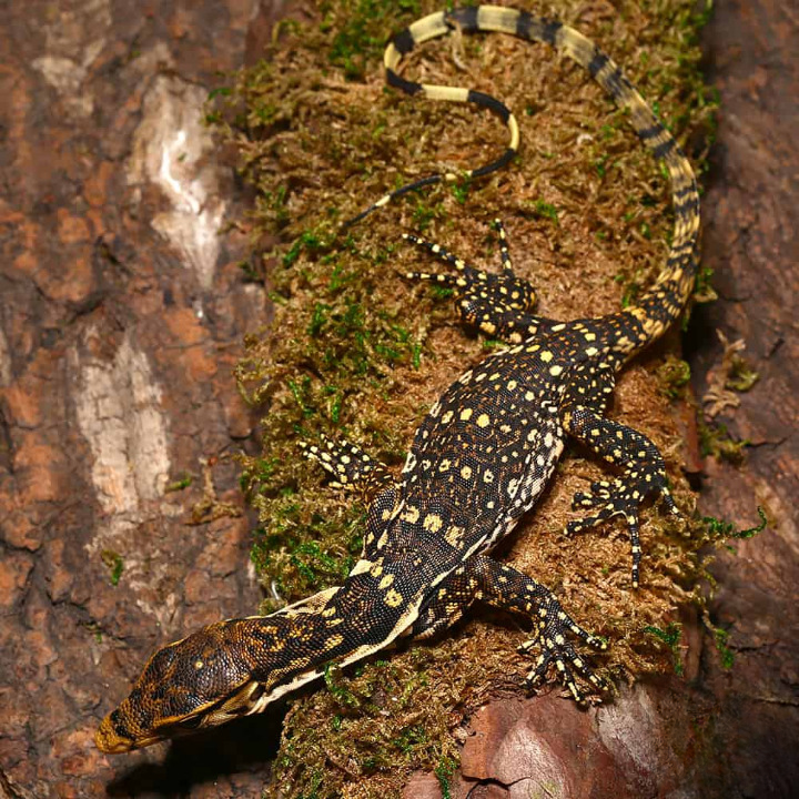 baby sumbawa water monitor for sale baby sumbawa water monitor for sale