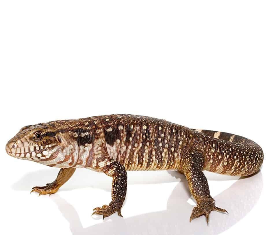 black flame tegu for sale black flame tegu for sale