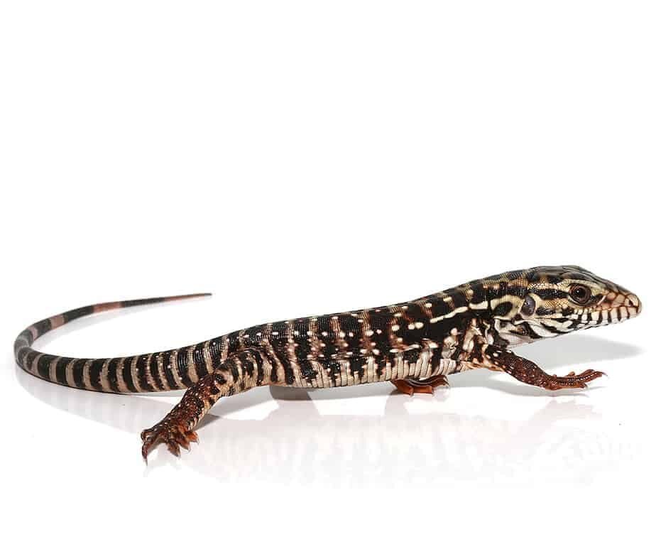 high white red tegu for sale high white red tegu for sale