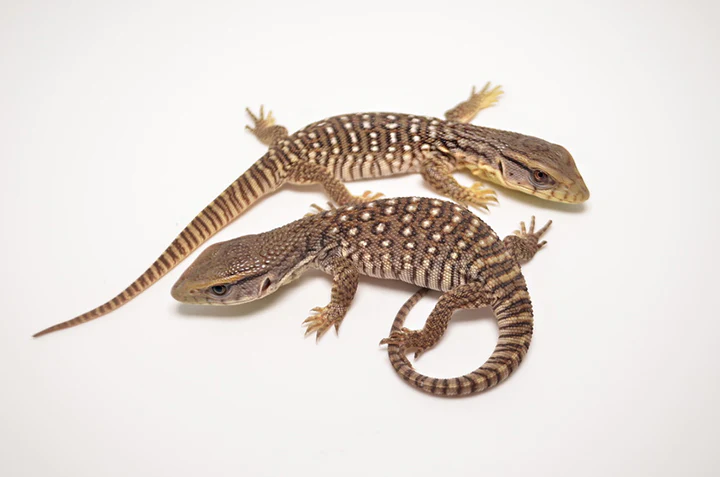 juvenile south african white throat monitor for sale juvenile south african white throat monitor for sale
