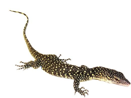 indonesian mangrove monitor for sale indonesian mangrove monitor for sale