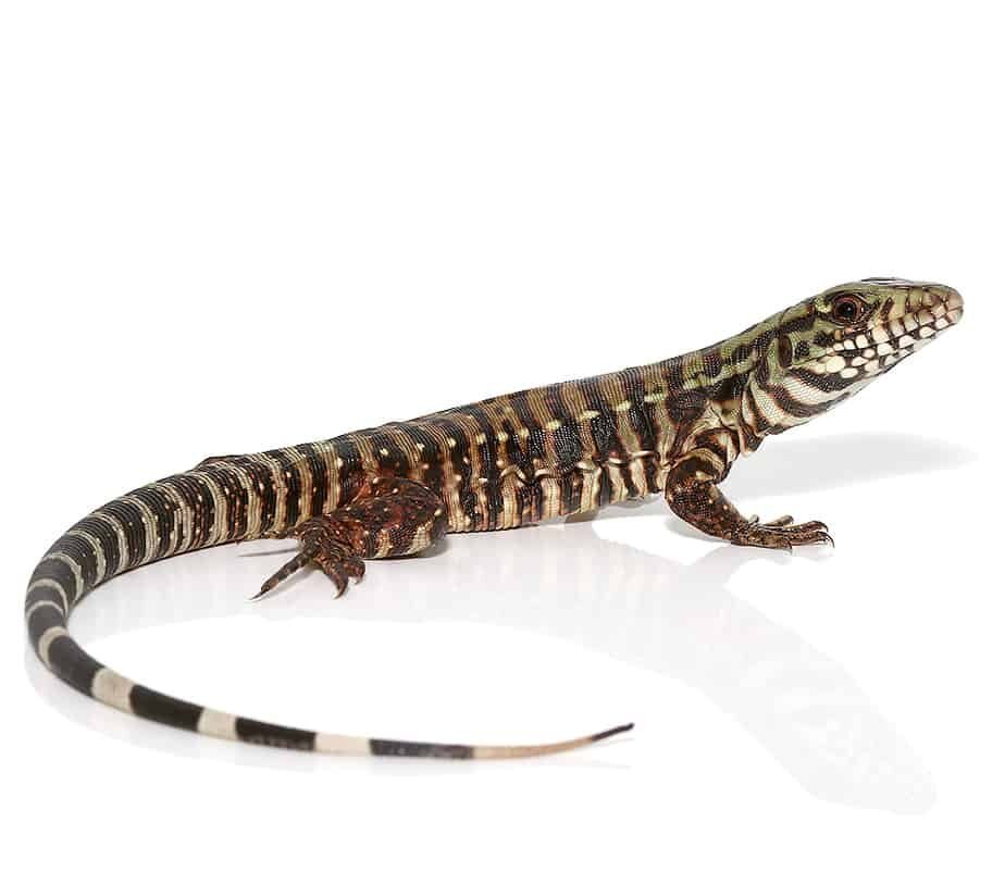 ‘merica tegu for sale ‘merica tegu for sale
