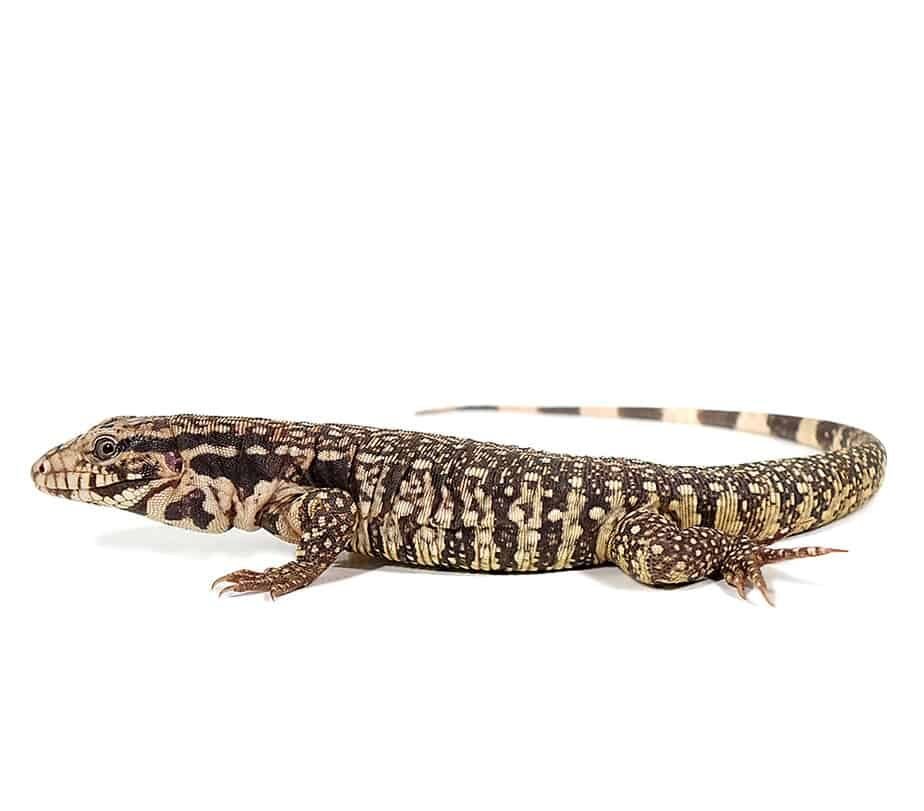 paraguayan red tegu for sale paraguayan red tegu for sale
