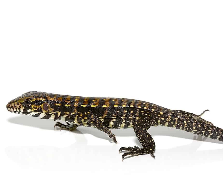 porphura tegu for sale porphura tegu for sale