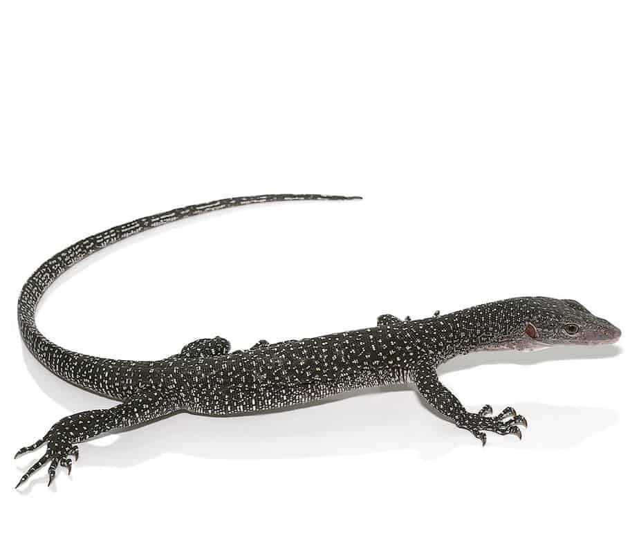 silver phase solomon island mangrove monitor for sale silver phase solomon island mangrove monitor for sale