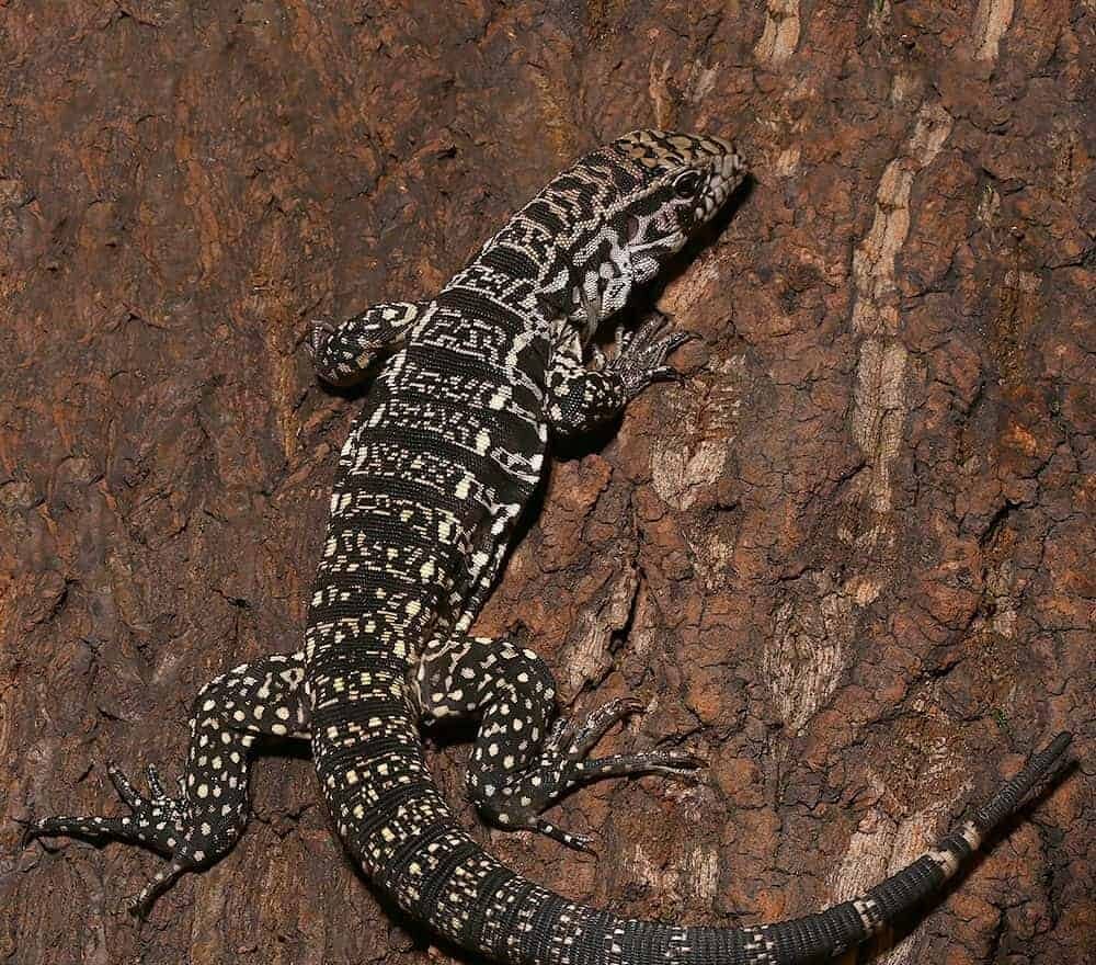 yearling argentine black and white tegu for sale yearling argentine black and white tegu for sale